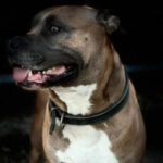 Profile photo of ubisub